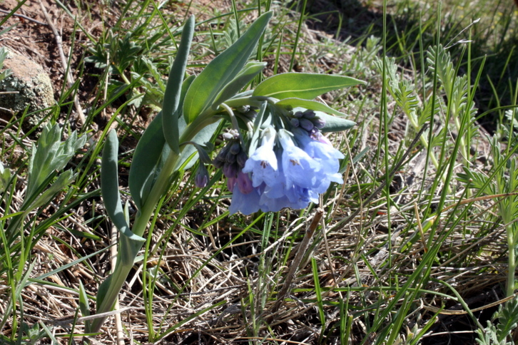 Prairie Bluebells